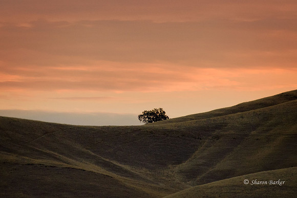 Lone Tree on a Foothills morning 1246