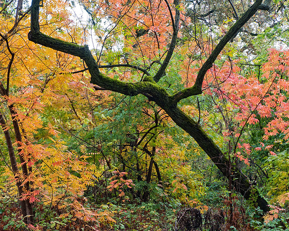 Fall Colors