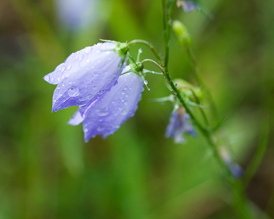 Wild Bluebells
