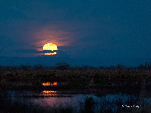 Full Moon at the Refuge 7845