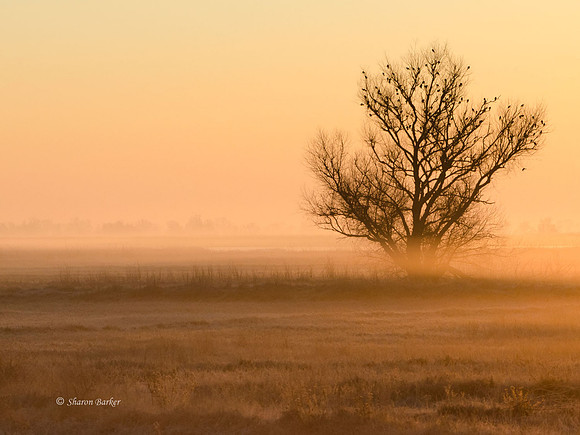 Foggy sunrise 3625