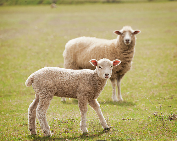 Spring Lamb  9926