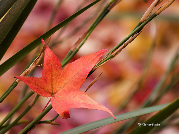 Autumn has Arrived 7074