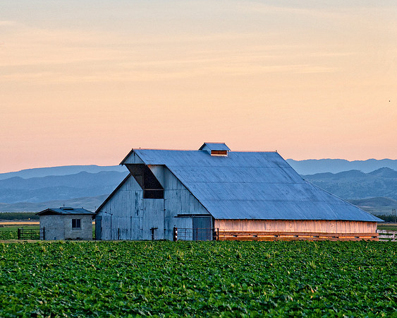 White barn in Pink Light 11060