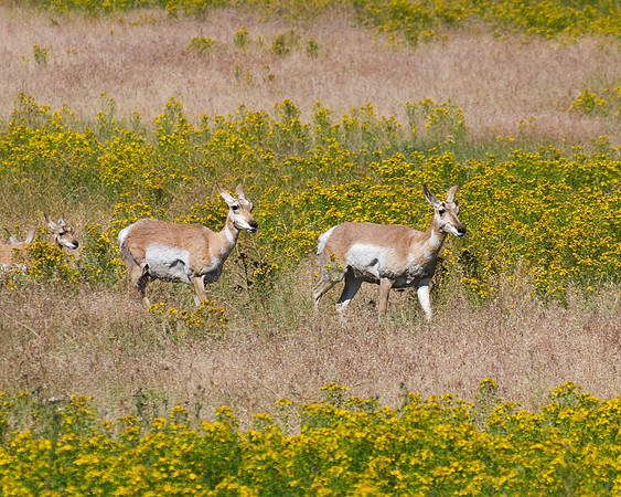 Antelope