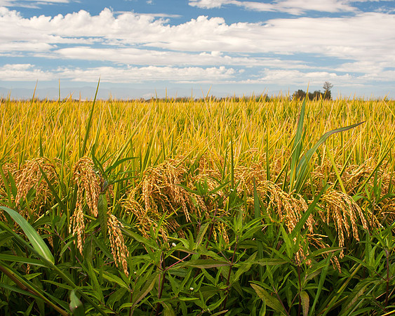 Bayliss Rice   13636
