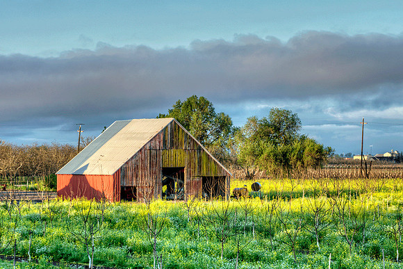 Red Barn and Mustard 108