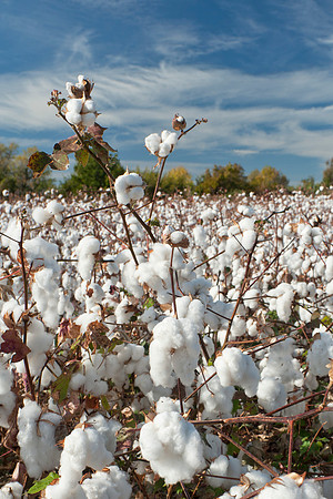 Glenn County Cotton 14036