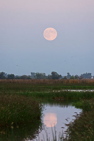 Full Moon Sacramento Widlife Refuge