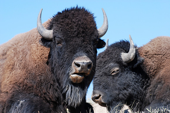 Bison up close