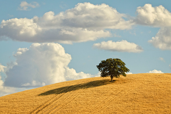 Lone Oak 8652 Glenn County